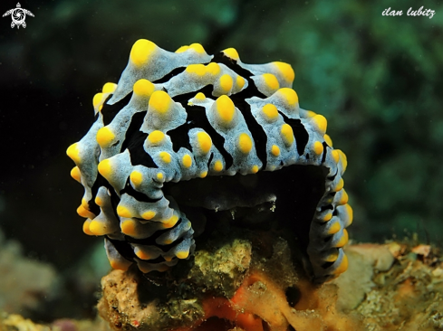 A nudibranch