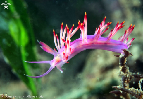 A Purple flabellina