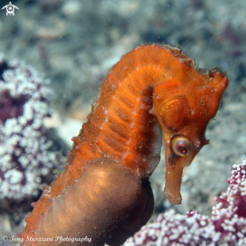 A White's seahorse