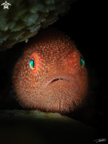 A Paragobiodon echinocephlus | Redhead Coral Goby