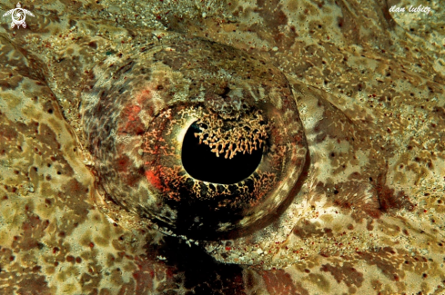 A Cymbacephalus beauforti | Eye of Crocodile fish