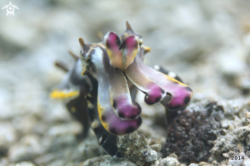 A Flamboyant cuttlefish