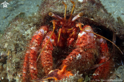 A Red hairy hermit crab