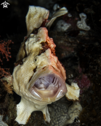 A frogfish