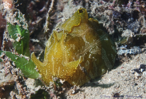 A Geographic Sea Hare