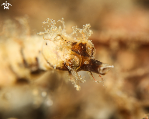 A pygmy pipe sea horse