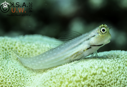 A BLENNY