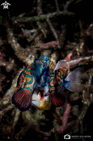 A mandarin fish