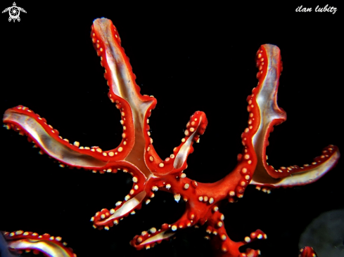 A Acabaria biserialis | coral