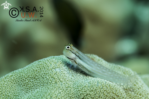 A BLENNY