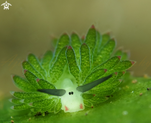 A costasiella sp  | costasiella 