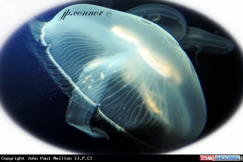 A méduse bleue
