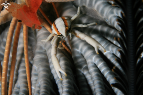 A Allogalathea Elegans | Crinoid Squat Lobster