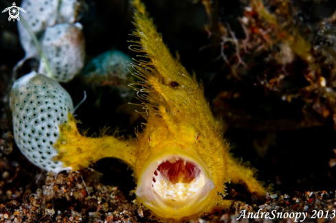 A Hairy Frog Fish