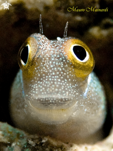 A Blenny