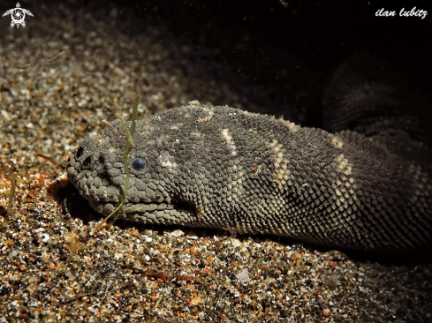 A Enhydrina schistosa | sea sanke