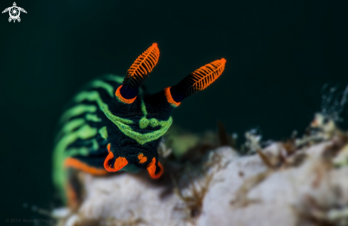 A Nembrotha Kubaryana | Nudibranch
