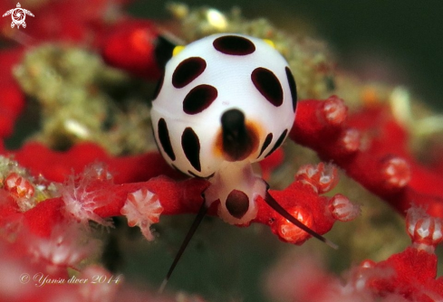 A Primovula rosewateri