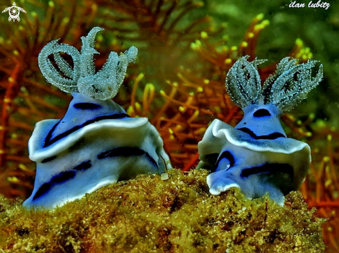 A Chromodoris  willani | nudibranch