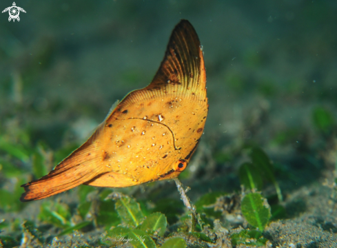 A Yellow Bat Fish