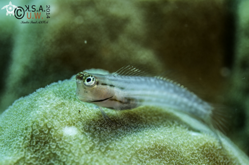 A BLENNY