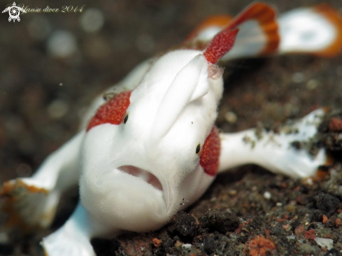 A Clown frogfish