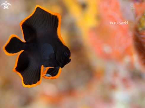 A Juvenile Pinnate Batfish