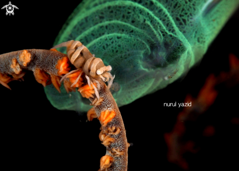 A Whip Coral Partner Shrimp