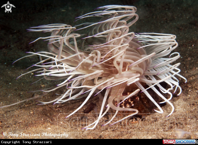 A Tube anemone