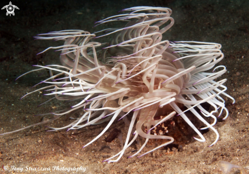 A Tube anemone