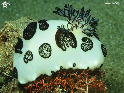 A nudibranch