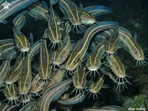 A Striped Eel Catfish 