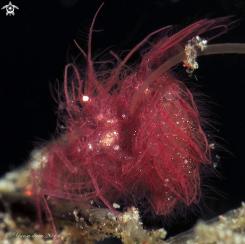 A Hairy chicken Shrimp