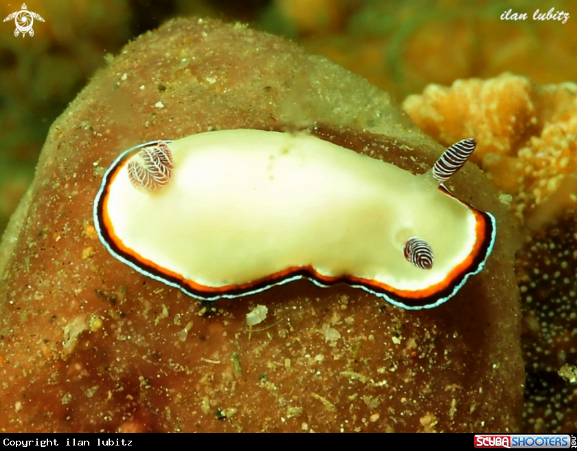 A nudibranch