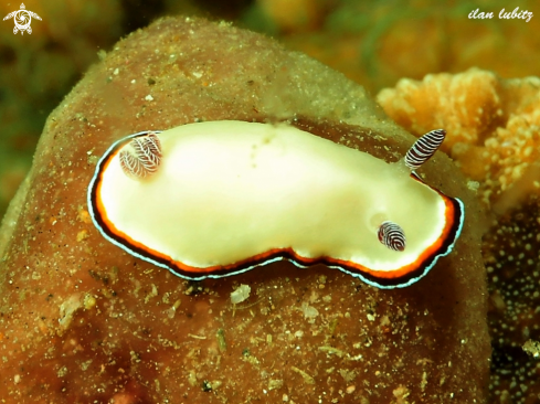 A chromodoris preciosa | nudibranch
