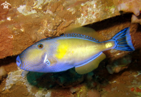 A Six-Spine Leatherjacket