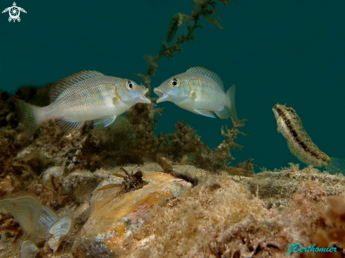 A Lethrinus nebulosus | Spangled emperor juveile