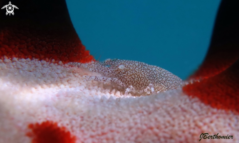 A shrimp on a sea star