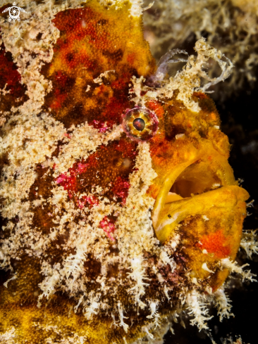 A Frogfish