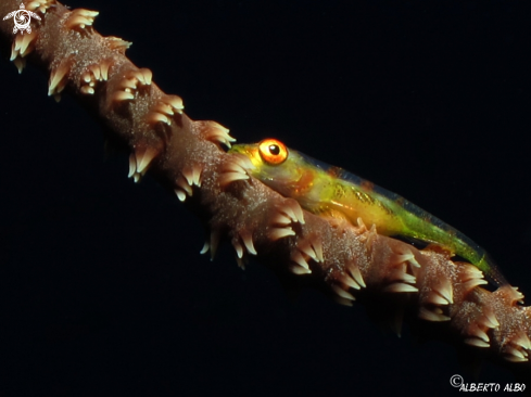 A Gobio coral latigo