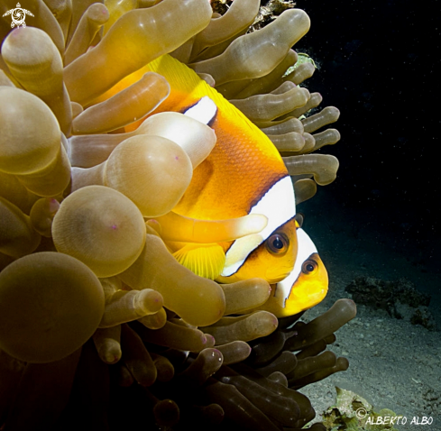 A AMPHIPRION BICINTUS | PEZ PAYASO