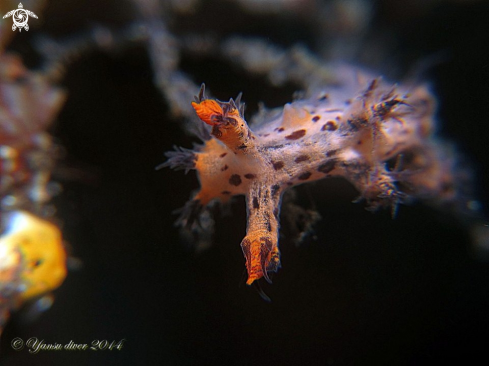 A Dendronatus nudi