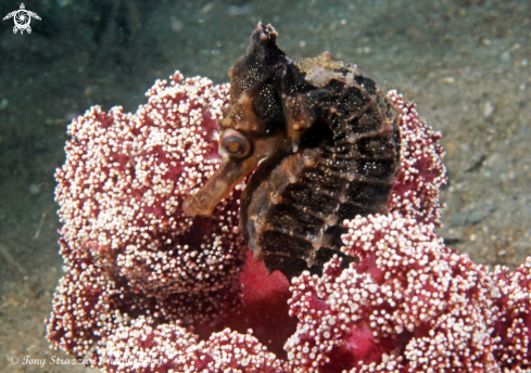 A White's seahorse