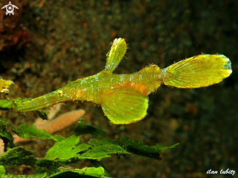 A Halimeda Ghost Pipefish