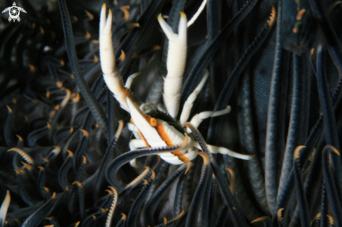 A Allogalathea Elegans | Crinoid Squat Lobster