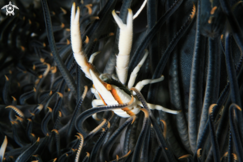 A Crinoid Squat Lobster