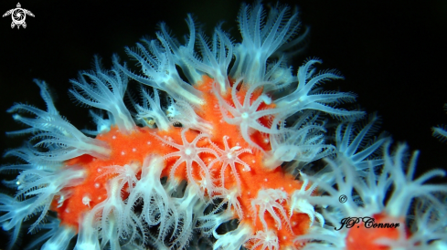 A Corail rouge de Méditerranée