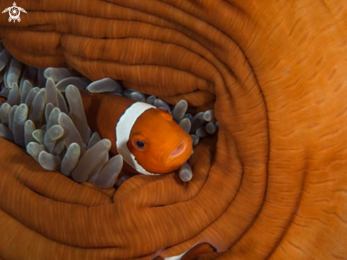 A Amphiprion | Amphiprion