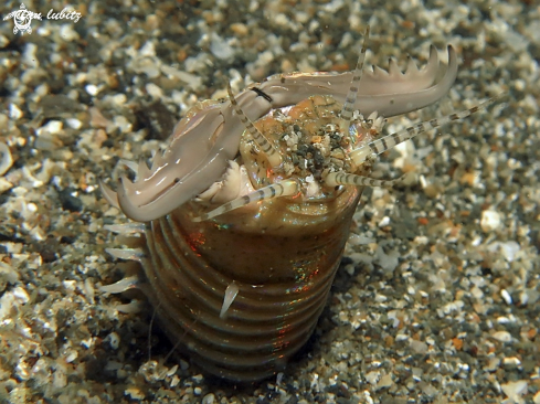 A bobbit worm