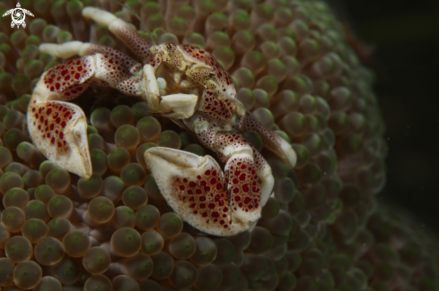 A porcelain crab